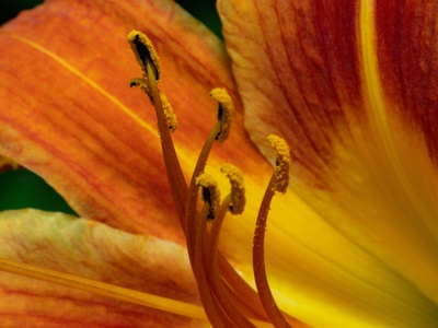 Orange Daylily