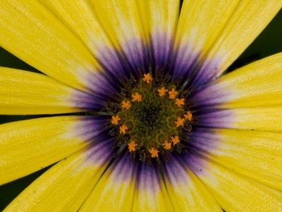 Orange Star