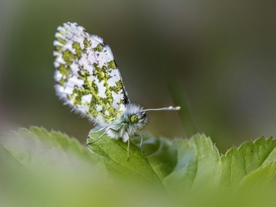 Orange tip