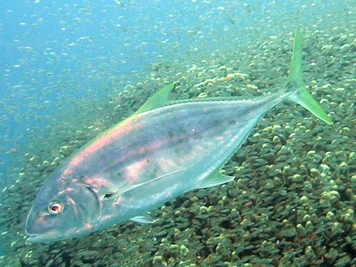 Orangespotted Trevally