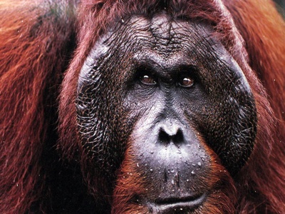 Orangutan