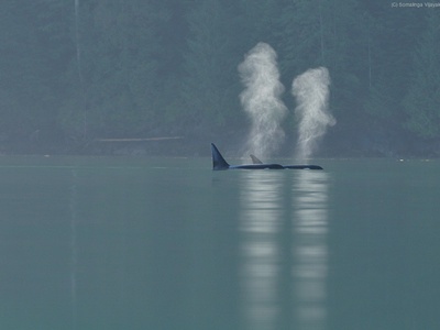 Orca