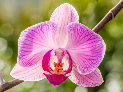 Orchid