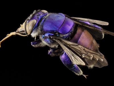 Orchid Bee