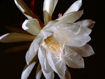 Orchid Cactus