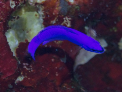 Orchid Dottyback