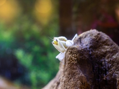 Orchid mantis