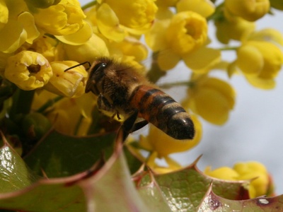 Oregon Grape