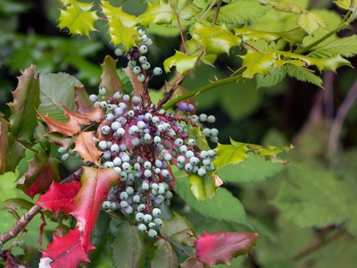 Oregon Grape