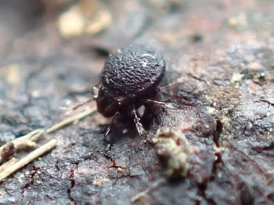 Oribatid mites