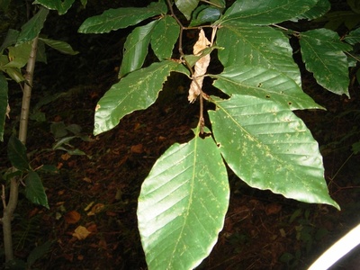 Oriental Beech