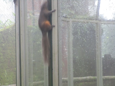 Oriental giant squirrel