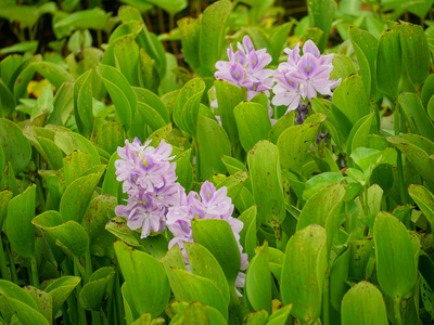 Oriental Grape Hyacinth