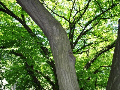 Oriental Hornbeam