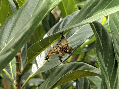 Oriental hornet