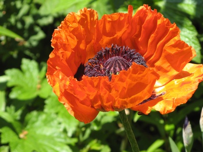 Oriental Poppy