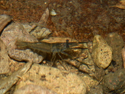 Oriental river prawn