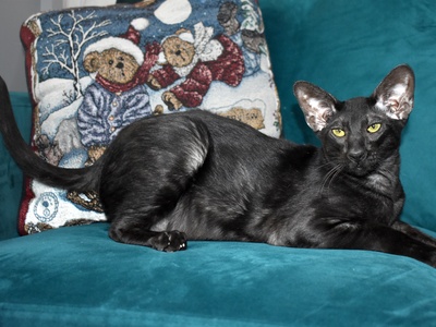 Oriental Shorthair