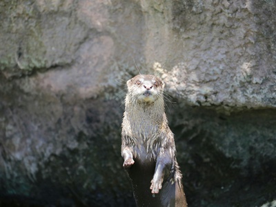 Oriental small-clawed otter