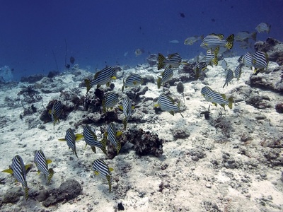 Oriental Sweetlips