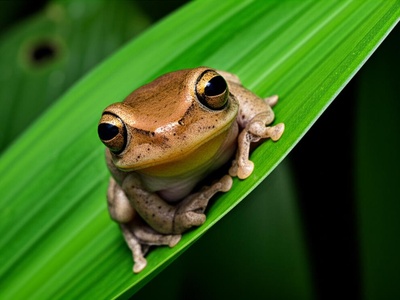 Oriental tree toad