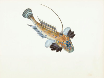 Oriental weatherfish