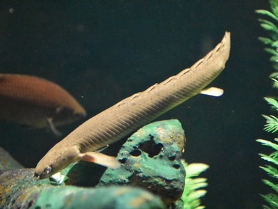 Ornate Bichir