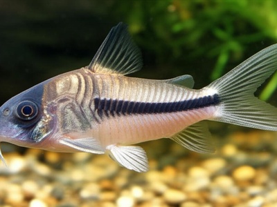 Ornate Pimelodus