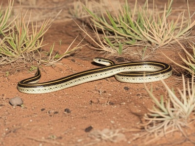 Ornate Sand Racer