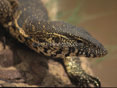 Ornate Sandveld Lizard