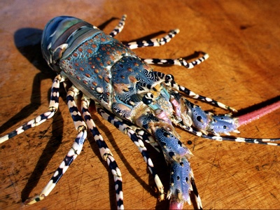 Ornate spiny lobster