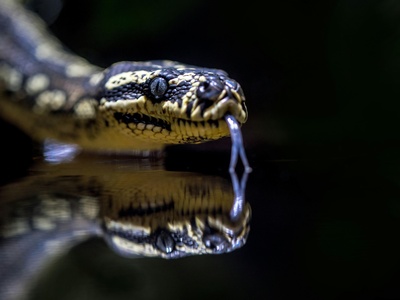 Ornate Water Snake