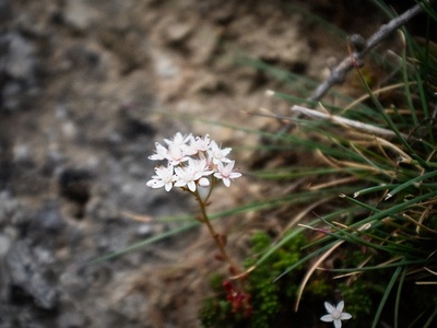 Orpine