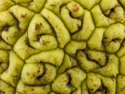 Osage Orange