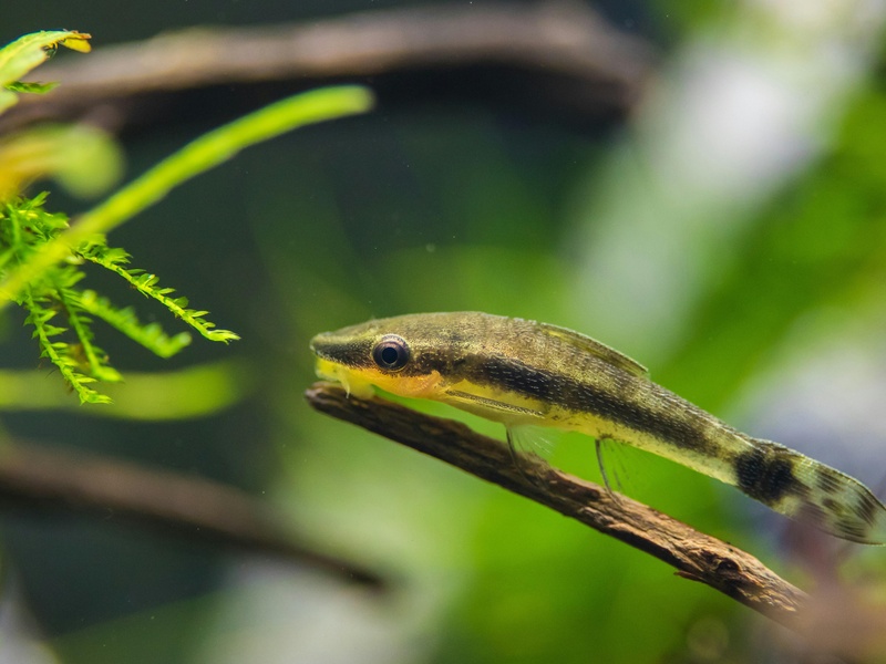 List of Cute Fish - Flora Fauna Fun