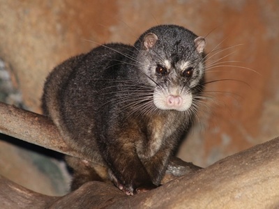 Otter civet