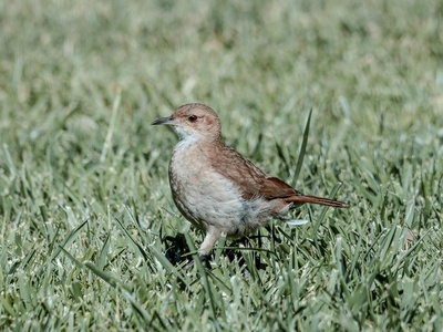 Ovenbird