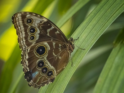 Owl Butterfly
