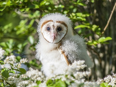 Owl Monkey