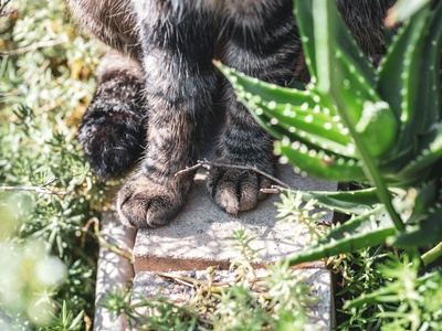 Owston's palm civet
