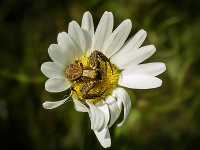 Ox-eye Daisy