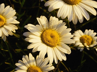 Ox-eye daisy