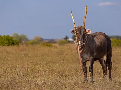 Ox