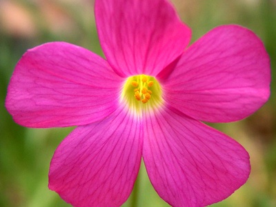 Oxalis