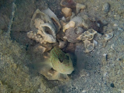 Oyster toadfish