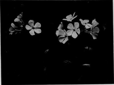 Ozark Phlox