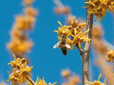 Ozark Witch Hazel
