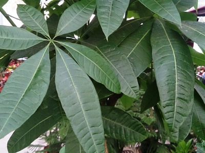 Pachira / Malabar chestnut