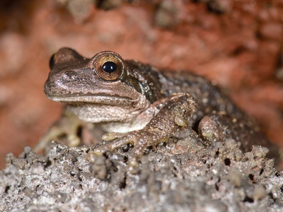 Pacific chorus frog