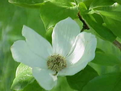 Pacific Dogwood